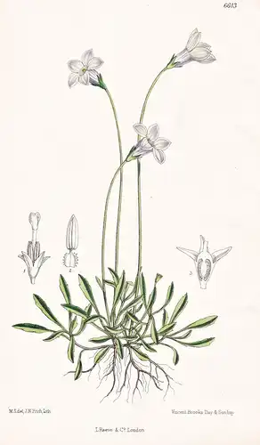 Wahlenbergia Saxicola. Tab. 6613 - New Zealand Neuseeland / Pflanze Planzen plant plants / flower flowers Blum