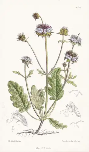 Salvia Columbariae. Tab. 6595 - California Kalifornien / Pflanze Planzen plant plants / flower flowers Blume B