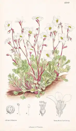 Saxifrage Camposii. Tab. 6640 - Spain Spanien / Pflanze Planzen plant plants / flower flowers Blume Blumen / b