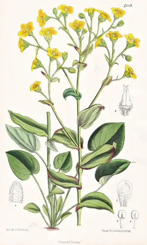 Saxifraga Diversifolia. Tab. 6603 - Himalaya / Pflanze Planzen plant plants / flower flowers Blume Blumen / bo