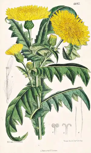 Sonchus Jacquini. Tab. 6642 - Canary Islands Kanarische Inseln / Pflanze Planzen plant plants / flower flowers