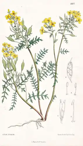 Selenia Aurea. Tab. 6607 -  Arkansas America Amerika / Pflanze Planzen plant plants / flower flowers Blume Blu