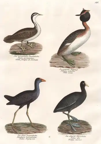 Das surinamische Taucherhuhn - Das gehörnte Steissfuss - Das blaue Purpurhuhn - Das schwarze Wasserhuhn - Hahn