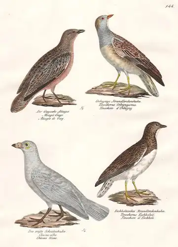 Der Gayische Attagis - Orbignys Strandlerchenhuhn - Das weisse Scheidenhuhn - Eschholzisches Strandlerchenhuhn