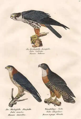 Der Lerchenfalke, Baumfalke - Der Merlinfalke - Weisskehliger Falke - vulture Falken Falcon Greifvogel Raubvog