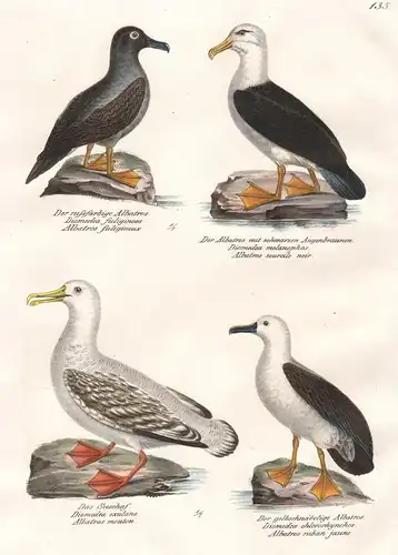 Der russfarbige Albatros - Der Albatros mit schwarzen Augenbrauen - Das Seeschaf - Der gelbschnäbelige Albatro