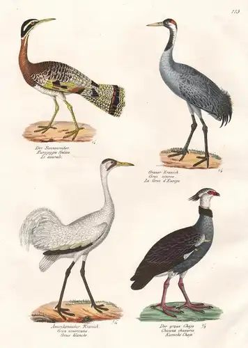 Der Sonnenreiher - Grauer Kranich - Amerikanischer Kranich - Der graue Chaja - Reiher Heron Kranich crane Amer
