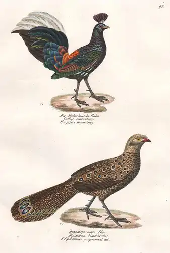 Der Makartneische Hahn - Doppelsporniger Pfau - Pternistis bicalcaratus Fasan pheasant Phasianus  / Huhn Hahn