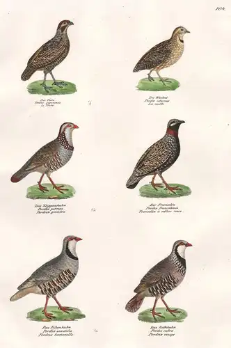 Der Tocro - Die Wachtel - Das Klipphuhn - Der Francolin - Das Felsenhuhn - Das Rothhuhn - quail Huhn Hahn Hühn