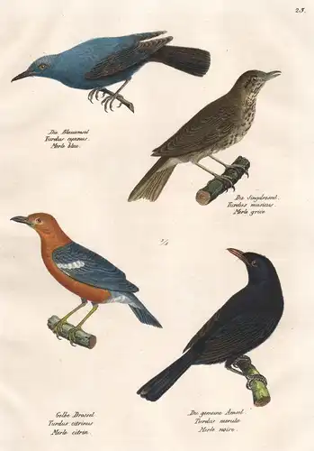 Die Blauamsel - Die Singdrossel - Gelbe Drossel - Die gemeine Amsel - Amsel Drossel Turdus Merle / Vögel Vogel