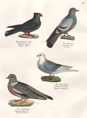 Die türkische Taube - Die Fedtaube - Die Ringeltaube - Die Mönchtaube - Taube Columba Columbidae dove pigeon /