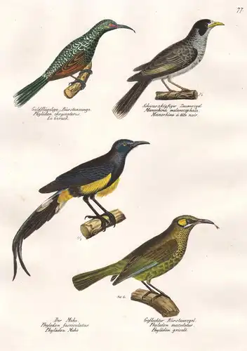 Goldflügelige Bürstenzunge - Schwarzköpfiger Zaumvogel - Der Moho - Gefleckter Bürstenvogel -  Manorhina Phyle