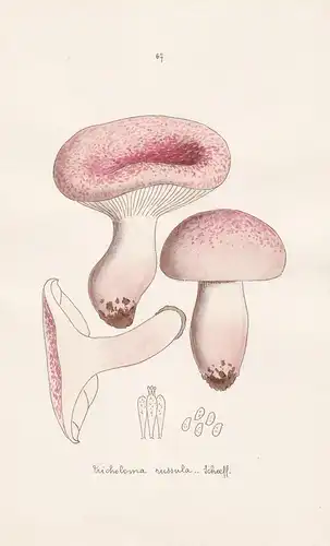 Tricholoma russula Schaeff. - Plate 67 - mushrooms Pilze fungi funghi champignon Mykologie mycology mycologie