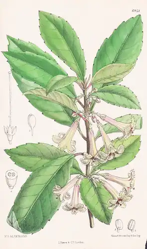 Alseuosmia Macrophylla. Tab. 6951 - New Zealand Neuseeland / Pflanze Planzen plant plants / flower flowers Blu