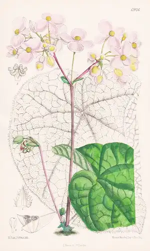 Begonia Cyclophylla. Tab. 6926 - China Chine / Pflanze Planzen plant plants / flower flowers Blume Blumen / bo