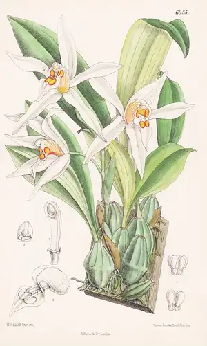 Coelogyne Corymbosa. Tab. 6955 - Himalaya / Orchidee orchid / Pflanze Planzen plant plants / flower flowers Bl
