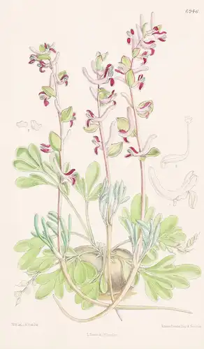 Corydalis Ledebouriana. Tab. 6946 - Asia Asien / Pflanze Planzen plant plants / flower flowers Blume Blumen /