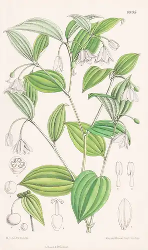 Disporum Leschenaultianum. Tab. 6935 - India Indien Sri Lanka / Pflanze Planzen plant plants / flower flowers