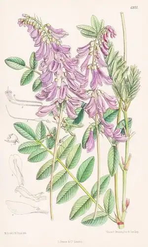 Hedysarum Microcalyx. Tab. 6931 - Himalaya / Pflanze Planzen plant plants / flower flowers Blume Blumen / bota