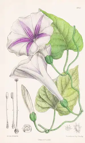 Ipomaea Robertsii. Tab. 6952 - Queensland / Pflanze Planzen plant plants / flower flowers Blume Blumen / botan