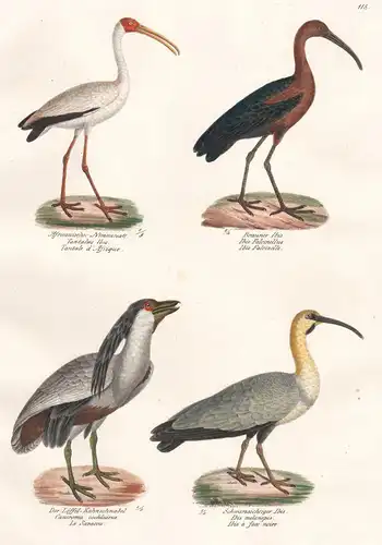 Africanischer Nimmersatt - Brauner Ibis - Der Löffel-Kahnschnabel - Schwarzsichtiger Ibis - Ibisse Sichler / A