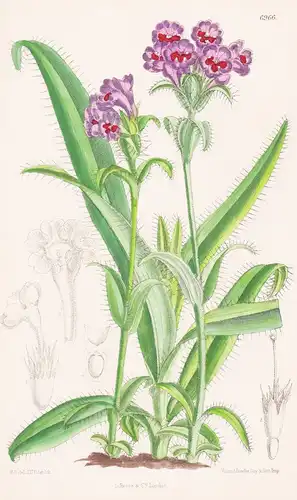 Morina Betonicoides. Tab. 6966 - Himalaya / Pflanze Planzen plant plants / flower flowers Blume Blumen / botan