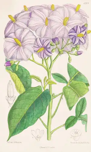Solanum Wendlandii. Tab. 6914 - giant potato creeper / Costa Rica / Central America Zentralamerika / Pflanze P