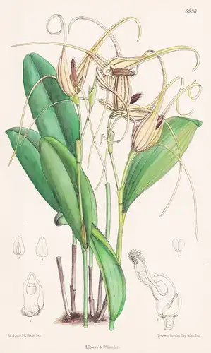 Pleurothallis Insignis. Tab. 6936 - Caraccas / Orchidee orchid / Pflanze Planzen plant plants / flower flowers