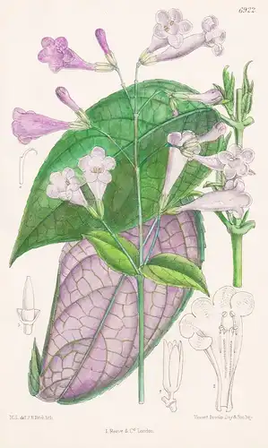 Strobilanthes Coloratus. Tab. 6922 - Himalaya / Pflanze Planzen plant plants / flower flowers Blume Blumen / b