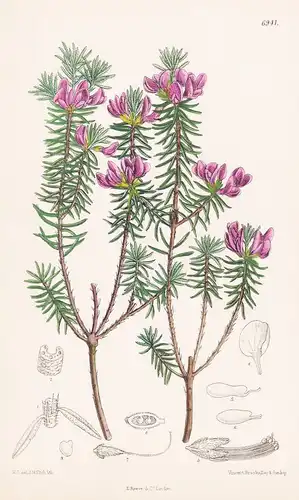 Pultenaea Rosea. Tab. 6941 - Victoria / Pflanze Planzen plant plants / flower flowers Blume Blumen / botanical