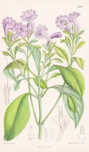 Strobilanthes Flaccidifolius. Tab. 6947 - India Indien China / Pflanze Planzen plant plants / flower flowers B