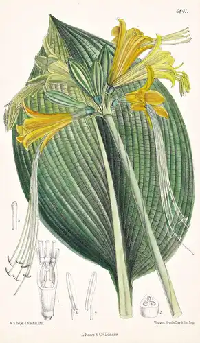 Callipsyche Aurantiaca. Native of the Andes of Ecuador. Tab. 6841 - Ecuador / Pflanze Planzen plant plants / f