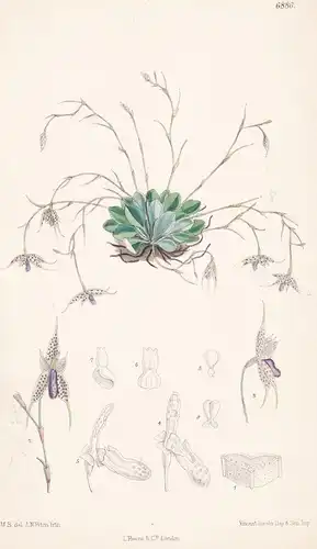 Pleurothallis Barberiana - Native of Tropical South America - Tab.6886 - Pflanze Planzen plant plants / flower