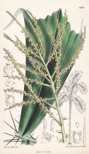 Martinizia Caryotaefolia - Native of Tropical South America - Tab 6854 - Pflanze Planzen plant plants / flower