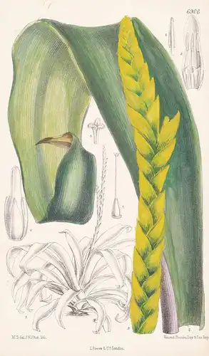 Tillandsia chrysostachys - Native of Peru - Tab. 6906 -  Pflanze Planzen plant plants / flower flowers Blume B