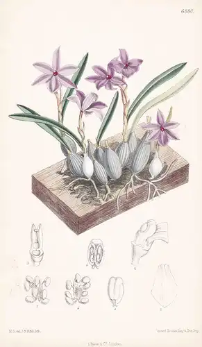 Sophronitis violacea - Native of Brazil - Tab.6880 -  Pflanze Planzen plant plants / flower flowers Blume Blum