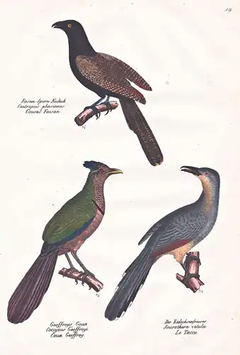 Fasan-Sporn-Kukuk - Geoffroys Coua - Der Eidechsenfresser - cuckoo Kuckuck Cuculus canorus / Vögel Vogel / bir