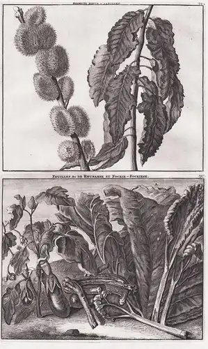 Bidmusk fleur & fenilles / Feuilles &co de Rhubarbe et Fockie-Fockiese - Rhabarber musk tree Botanik botany rh