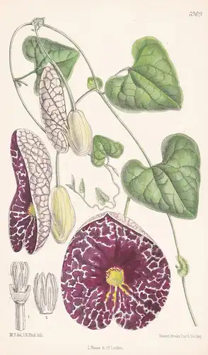 Aristolochia elegans - Native of Brazil Tab. 6909 -  Pflanze Planzen plant plants / flower flowers Blume Blume