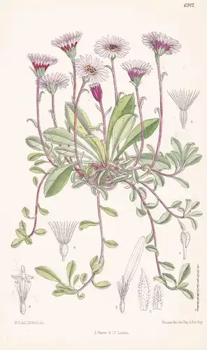 Aster Stracheyi - Native of the Western Himalaya - Tab. 6912 -  Pflanze Planzen plant plants / flower flowers