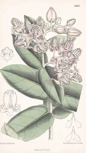 Calotropis gigantea  - Native of India - Tab. 6862  -   Pflanze Planzen plant plants / flower flowers Blume Bl