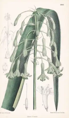 Galtonia clavata - Native of Cape Colony - Tab. 6885 - Südafrika South Africa / Pflanze Planzen plant plants /