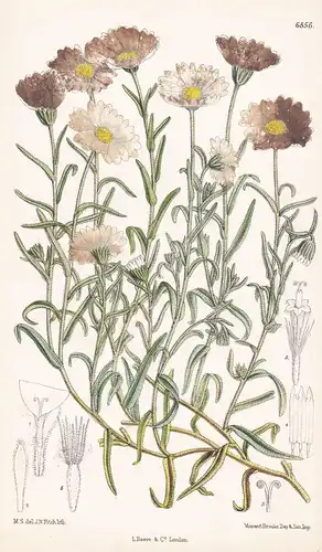 Layia Glandulosa, Hook. - Native of Western North America - Tab. 6856 - Nordamerika Amerika Amerique / Pflanze