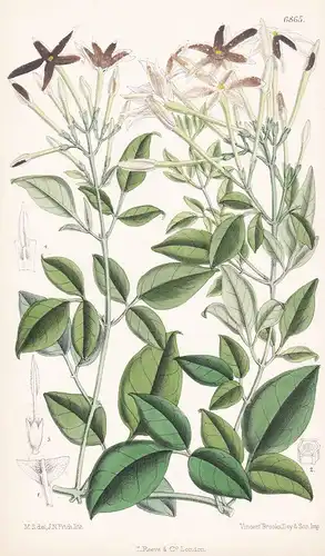 Jasminum angulare - Native of South Africa - Tab. 6865  -   Pflanze Planzen plant plants / flower flowers Blum