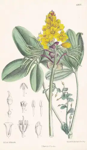 Leontice Alberti - Native of Western Turkestan - Tab.6900 -  Asia Asien Pflanze Planzen plant plants / flower