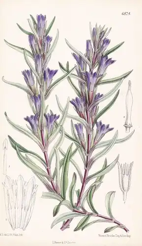 Gentiana Bigelovii - Native of New Mexico - Tab. 6874  - Pflanze Planzen plant plants / flower flowers Blume B