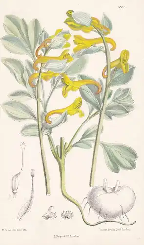 Corydalis Sewerzovi - Native of Western Turkestan - Tab.6896 - Asien Asia Pflanze Planzen plant plants / flowe