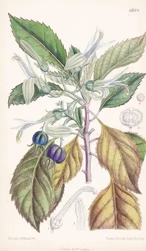 Colensoa physaloides - Native of New Zealand - Tab. 6864  -   Pflanze Planzen plant plants / flower flowers Bl