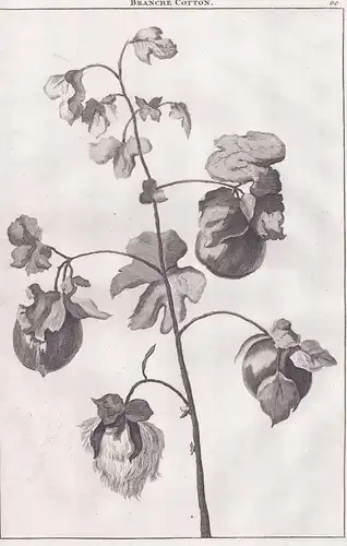Branche cotton - Baumwolle cotton / botanical Botanik botany