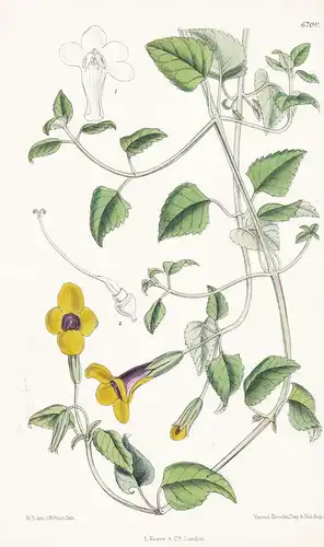 Torenia flava - Native of Cochin China and India Tab. 6700 - Pflanze Planzen plant plants / flower flowers Blu